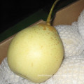 Fresh New Season Ya Pear From China